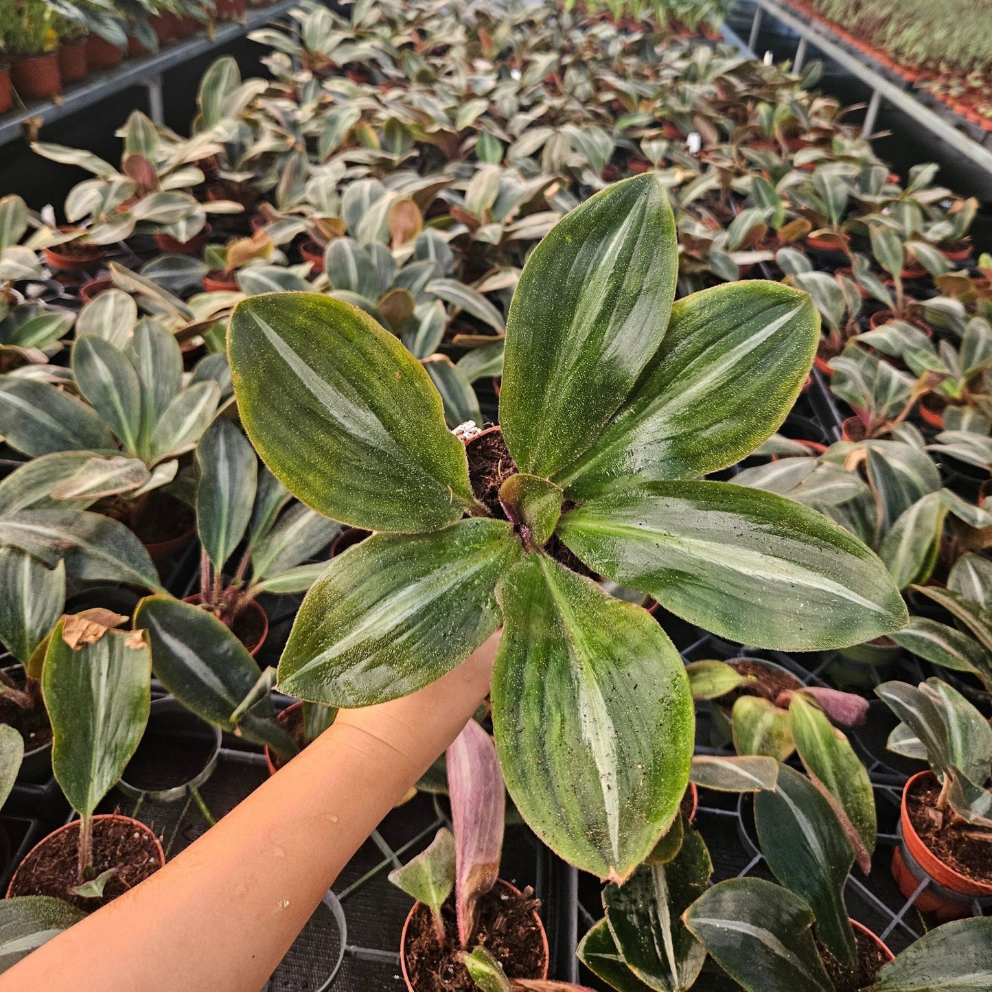 4” Siderasis Fuscata