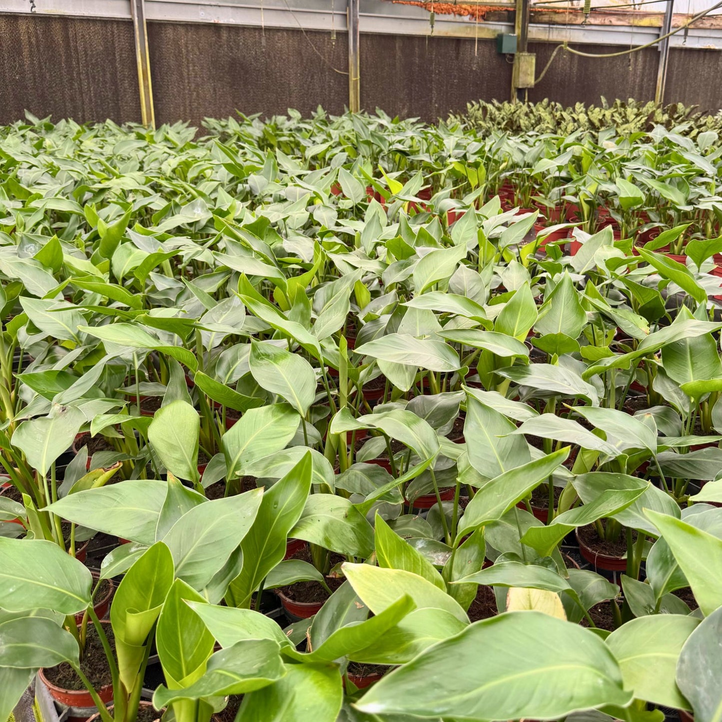 4” Strelitzia White Bird