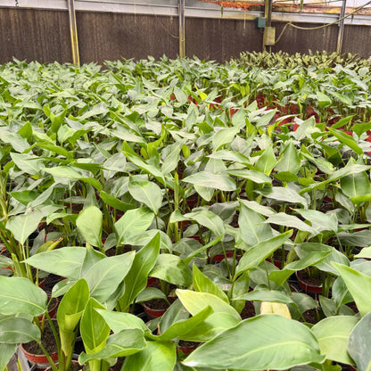 4” Strelitzia White Bird