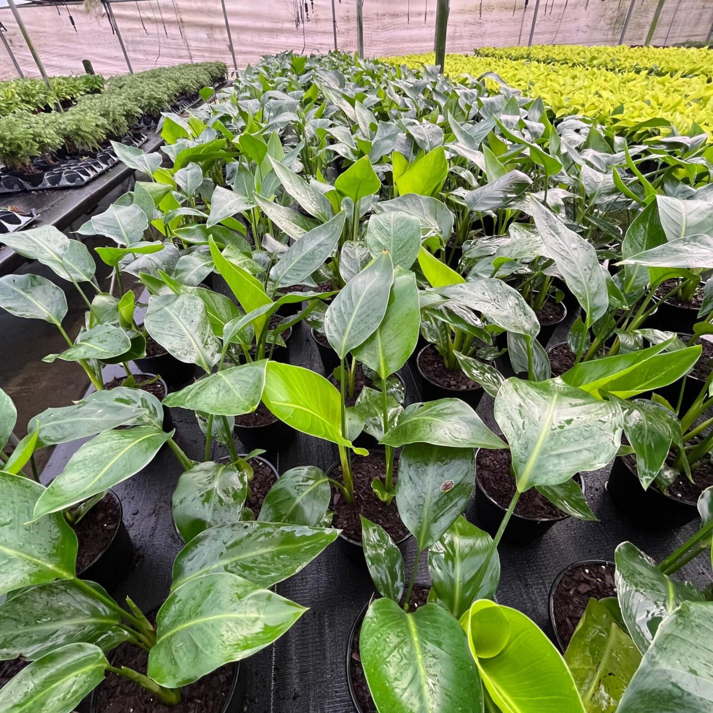 6” Strelitzia White Bird