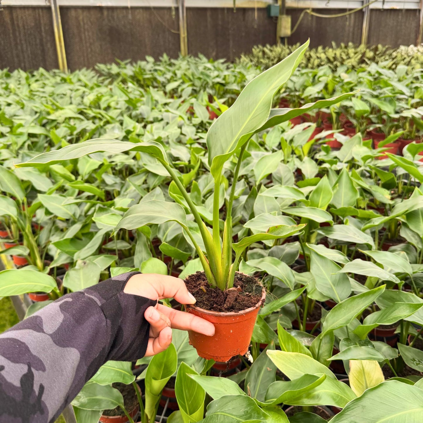 4” Strelitzia White Bird