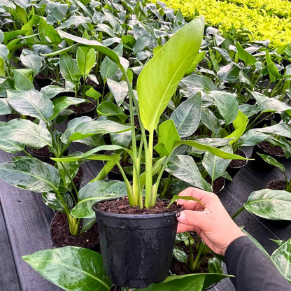 6” Strelitzia White Bird