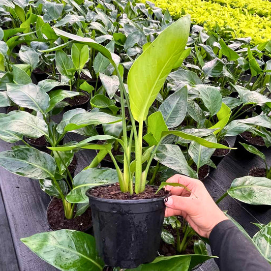 6” Strelitzia White Bird