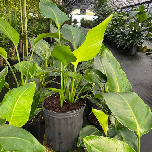 8” Strelitzia White Bird