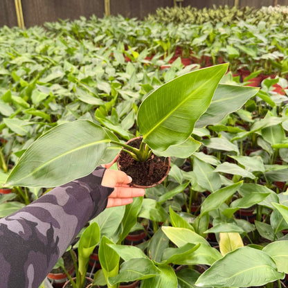 4” Strelitzia White Bird