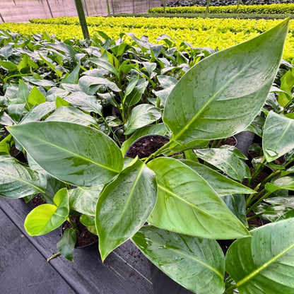 6” Strelitzia White Bird