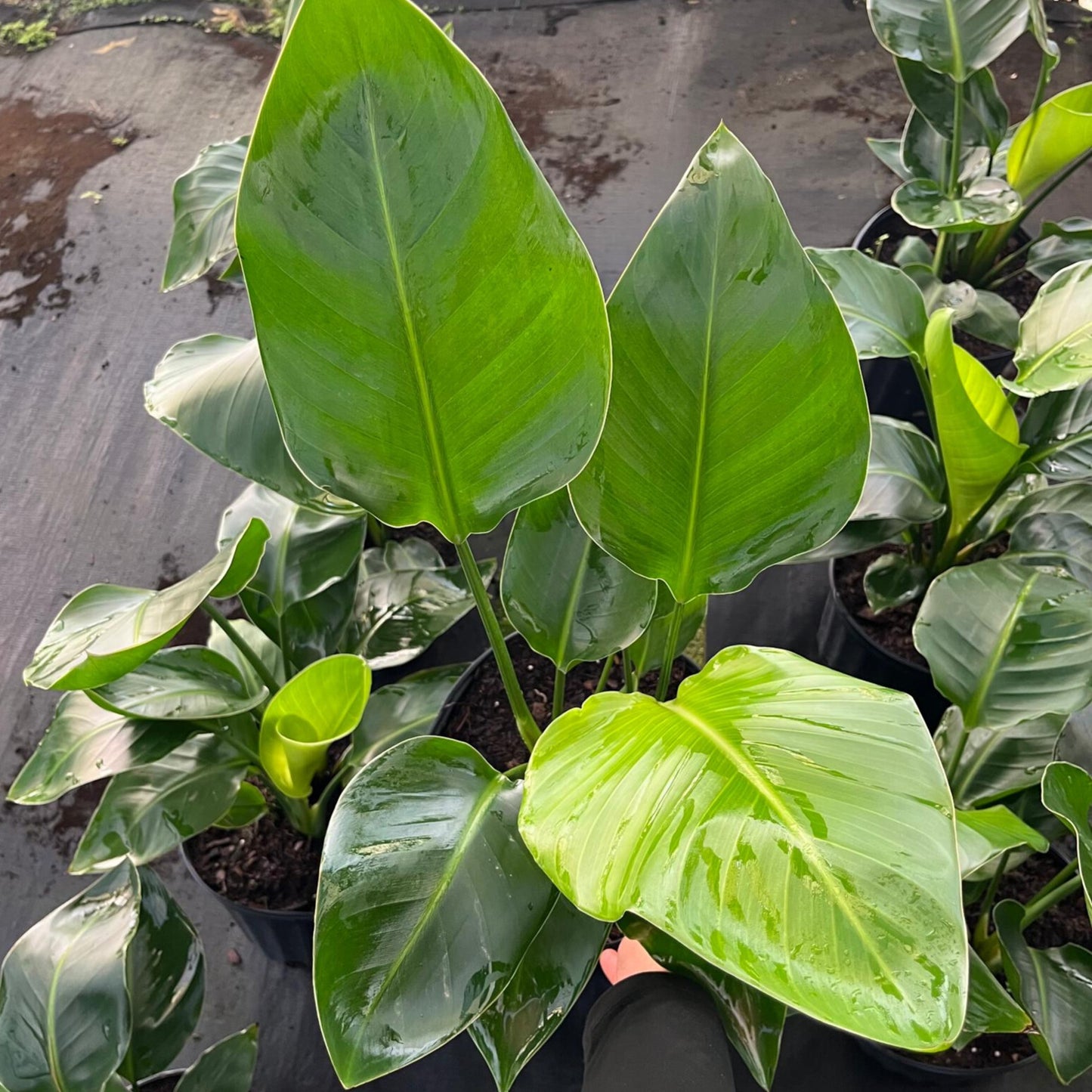 8” Strelitzia White Bird