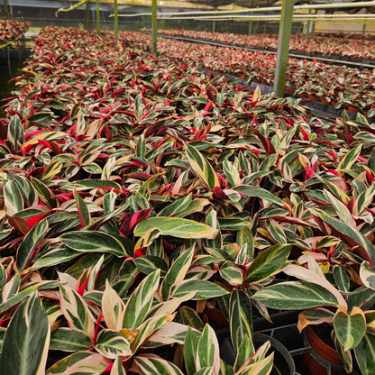 4” Stromante Triostar