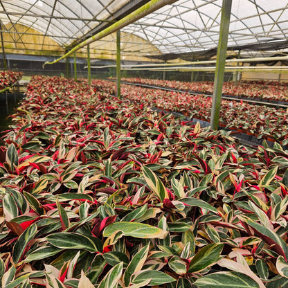 6” Stromanthe Triostar