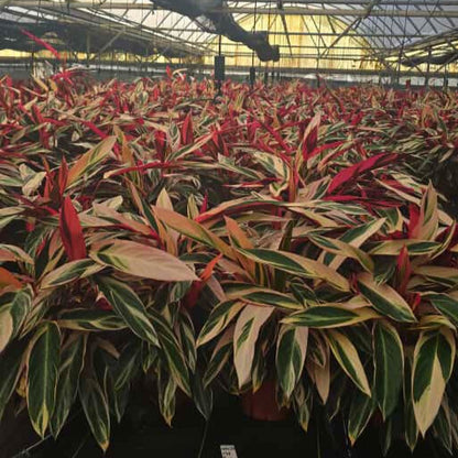 8” Stromanthe Triostar