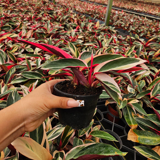 4” Stromante Triostar