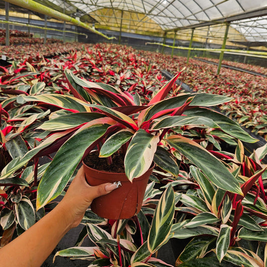 6” Stromanthe Triostar