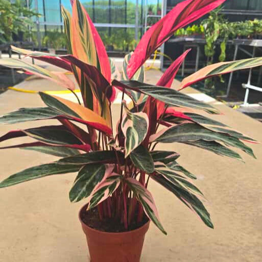 8” Stromanthe Triostar