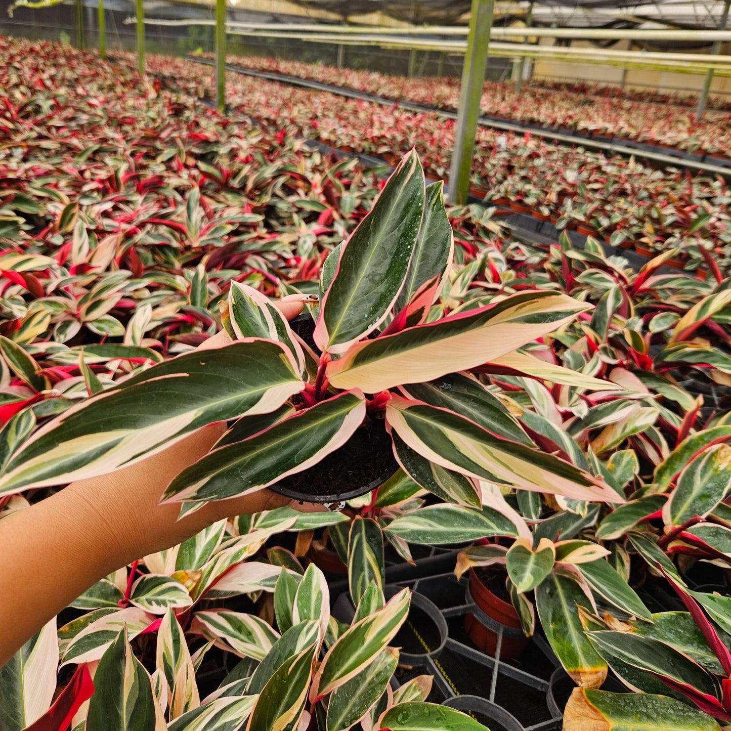 4” Stromante Triostar