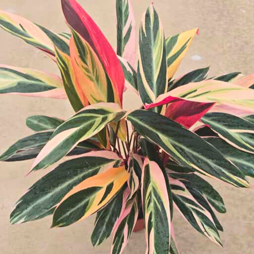 8” Stromanthe Triostar