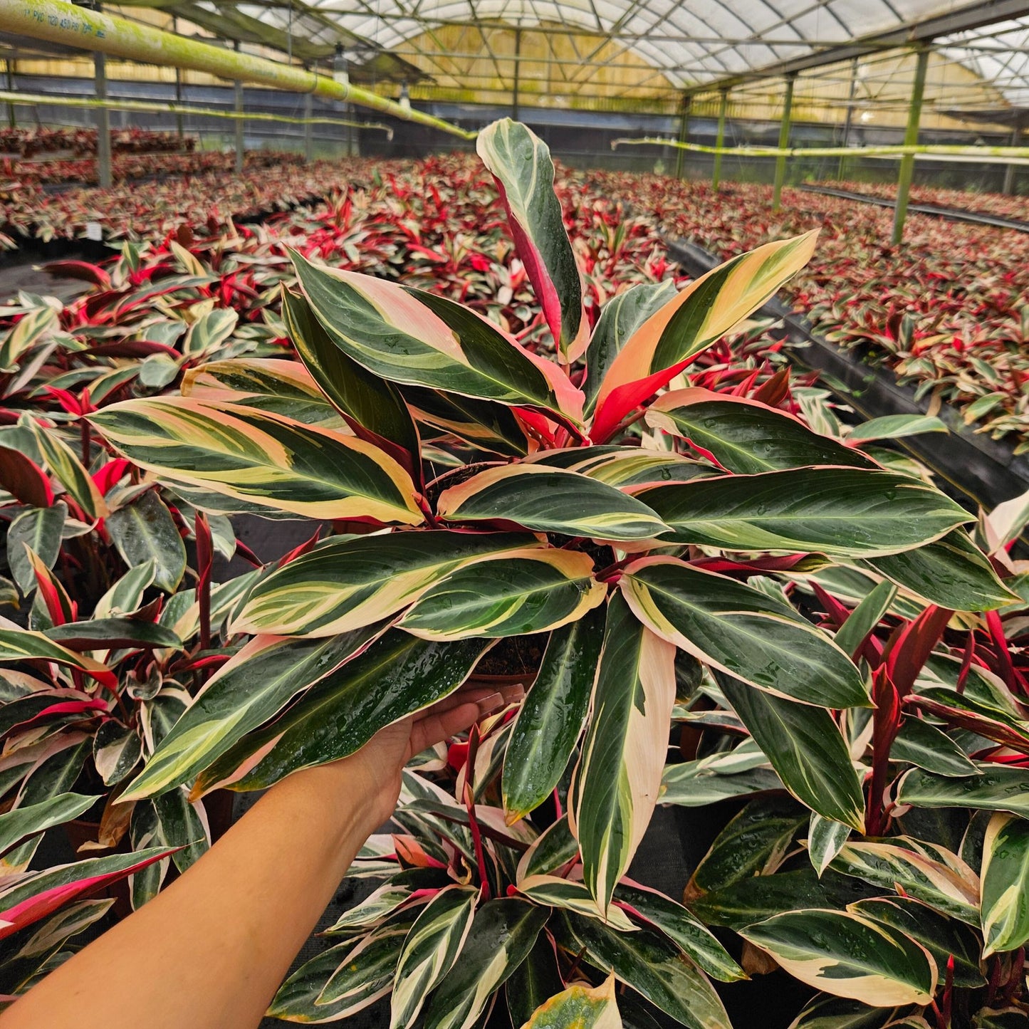 6” Stromanthe Triostar