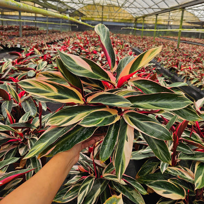 6” Stromanthe Triostar