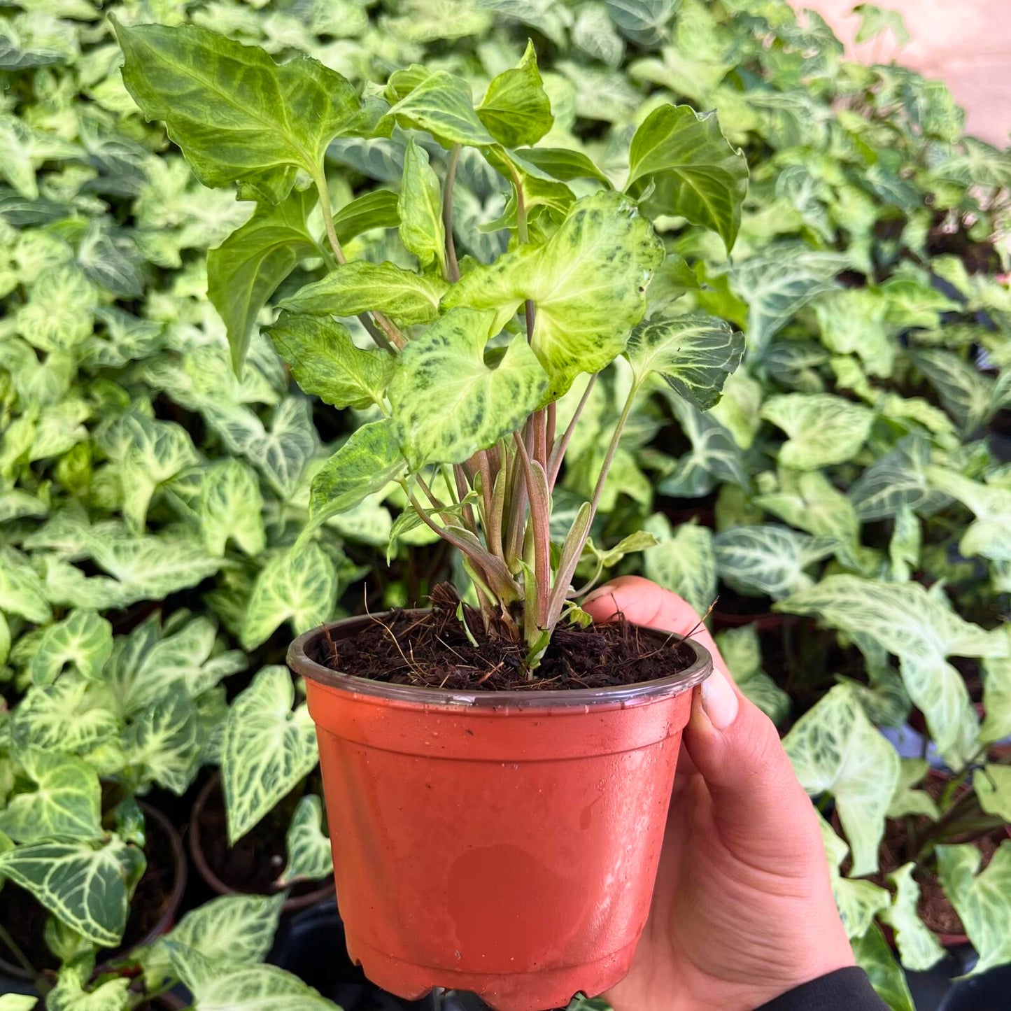 4” Syngonium Batik