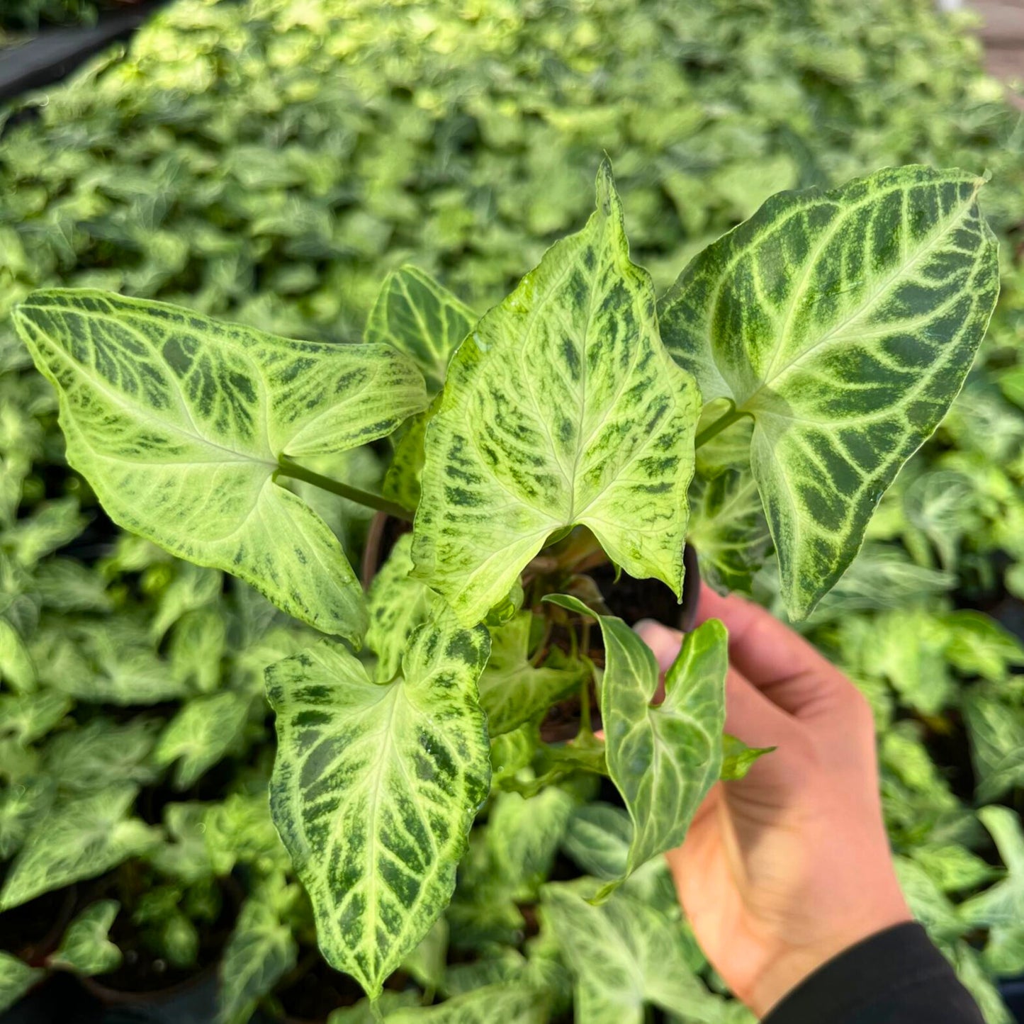 4” Syngonium Batik