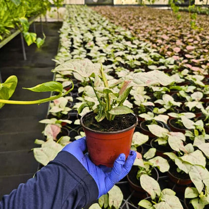 4” Syngonium Confetti