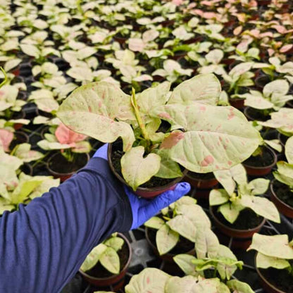 4” Syngonium Confetti