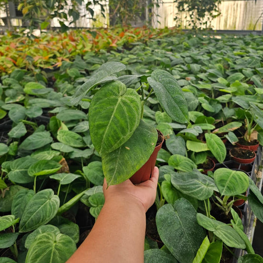 4” Syngonium Ice Frost