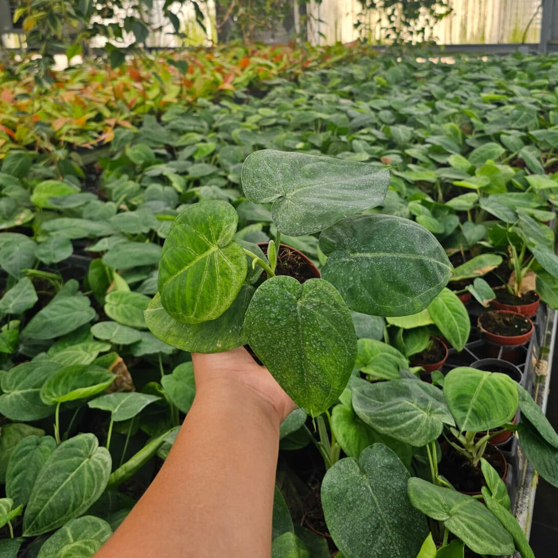 4” Syngonium Ice Frost