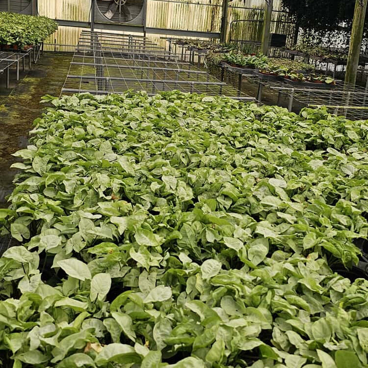 4” Syngonium White Butterfly