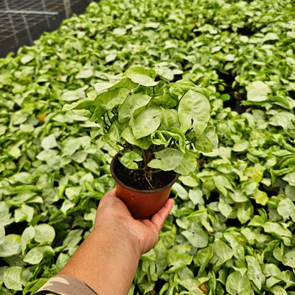 4” Syngonium White Butterfly