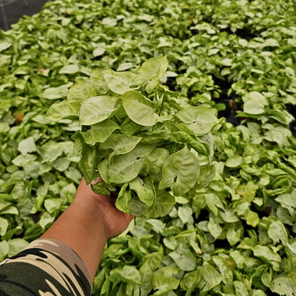 4” Syngonium White Butterfly