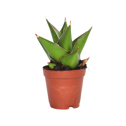 Sansevieria Green Tower