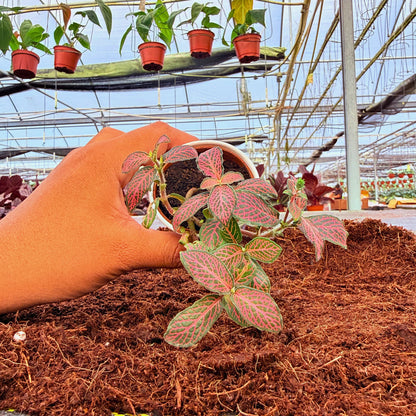 2" Fittonia Pink