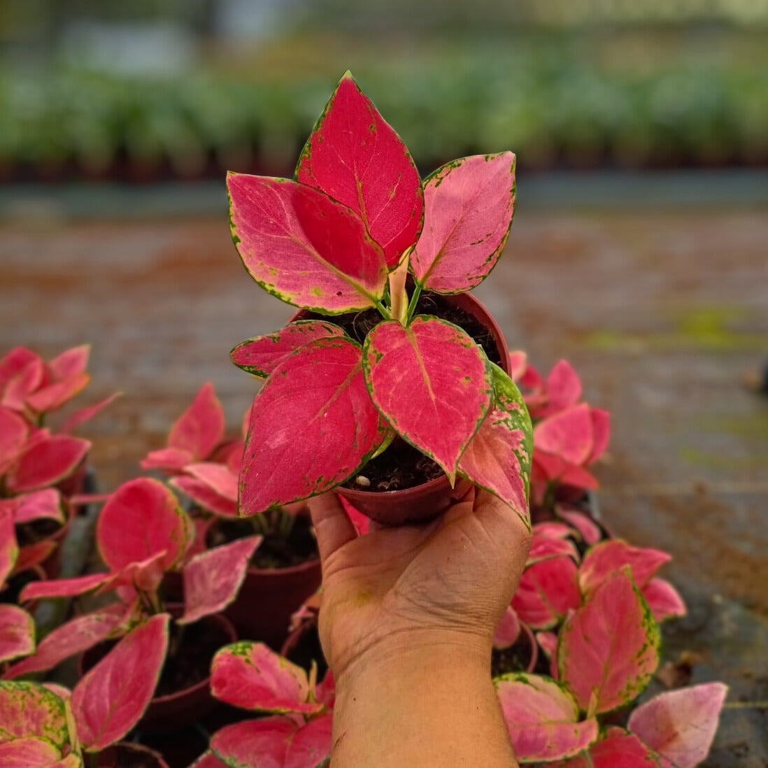 4" Aglaonema Geely Red