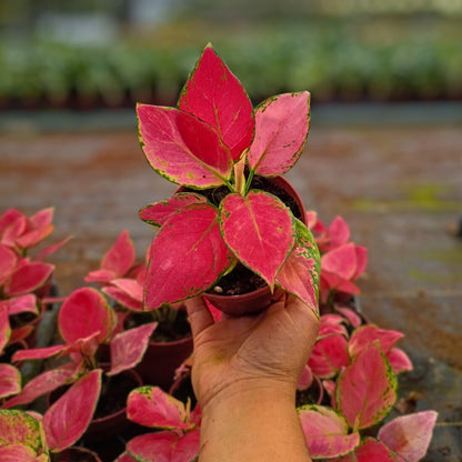 4" Aglaonema Geely Red