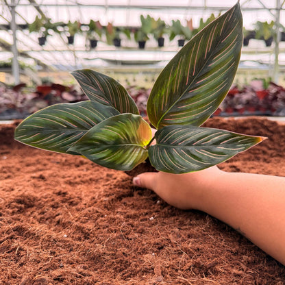 2” Calathea Beauty Star