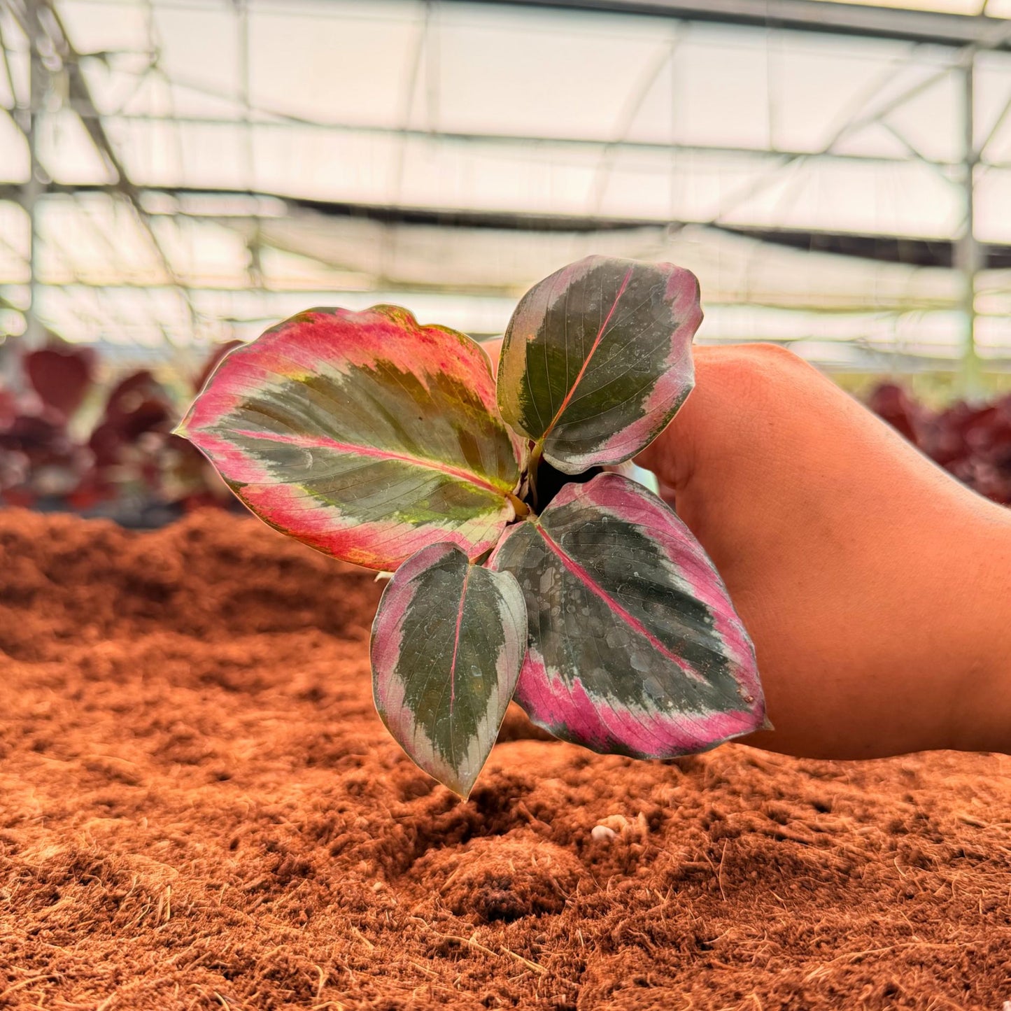 2” Calathea Black Rose