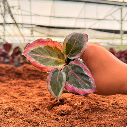2” Calathea Black Rose