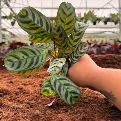 2” Calathea Burle Marx