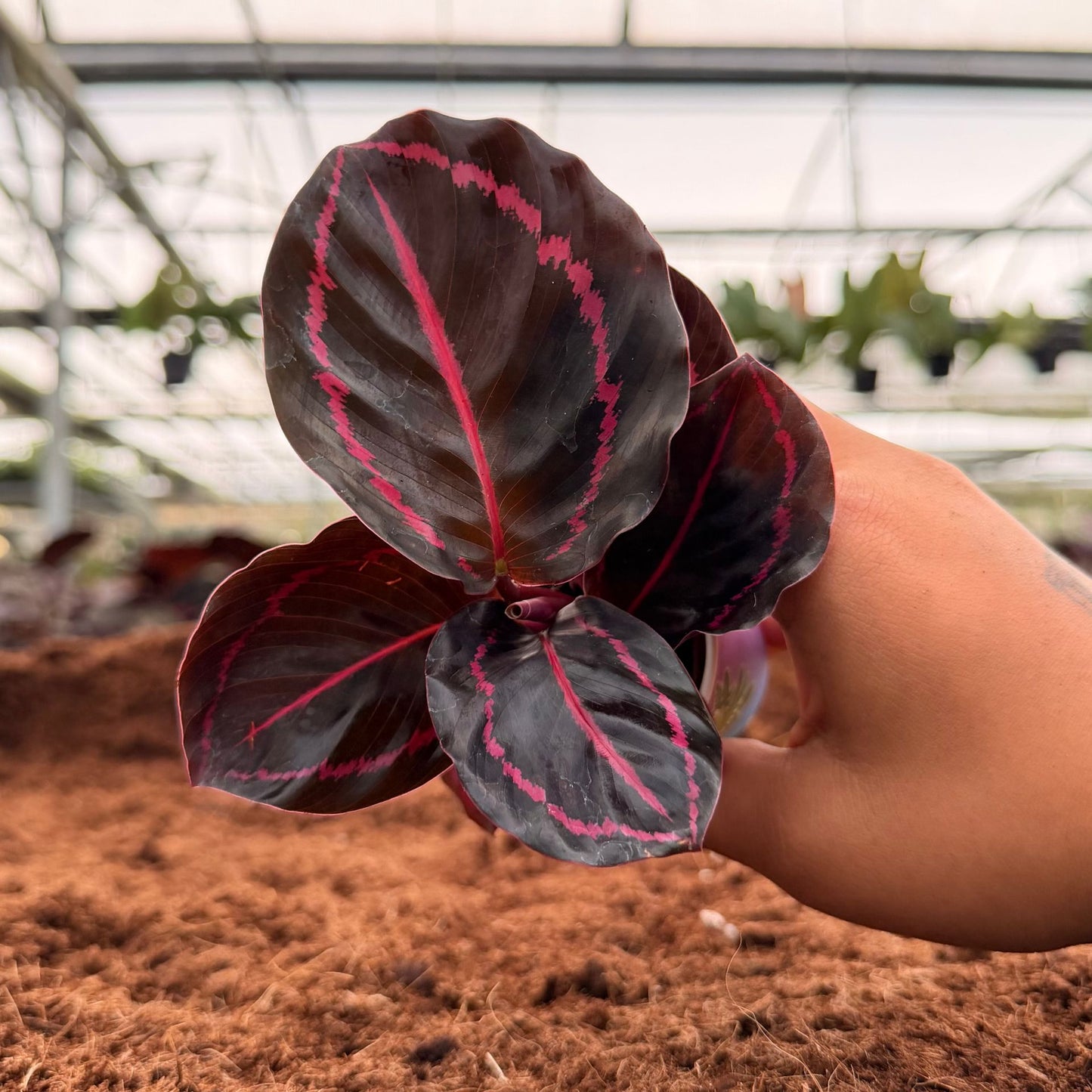 2” Calathea Dottie