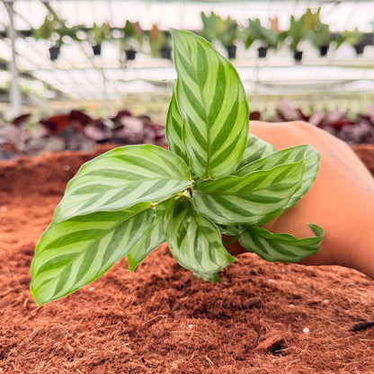 2” Calathea Freddie
