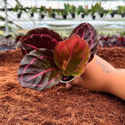 2” Calathea Jessey Princess