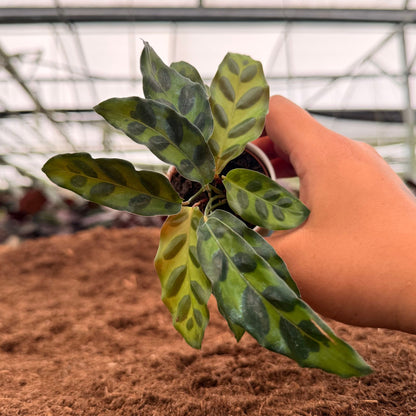 2” Calathea Lancifolia