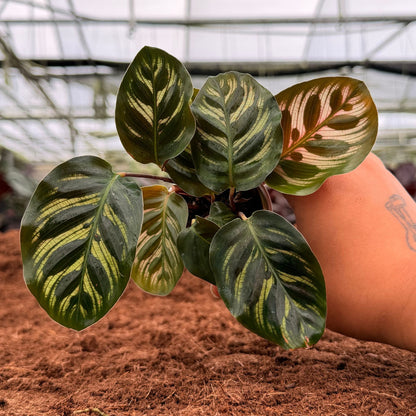 2” Calathea Makayona