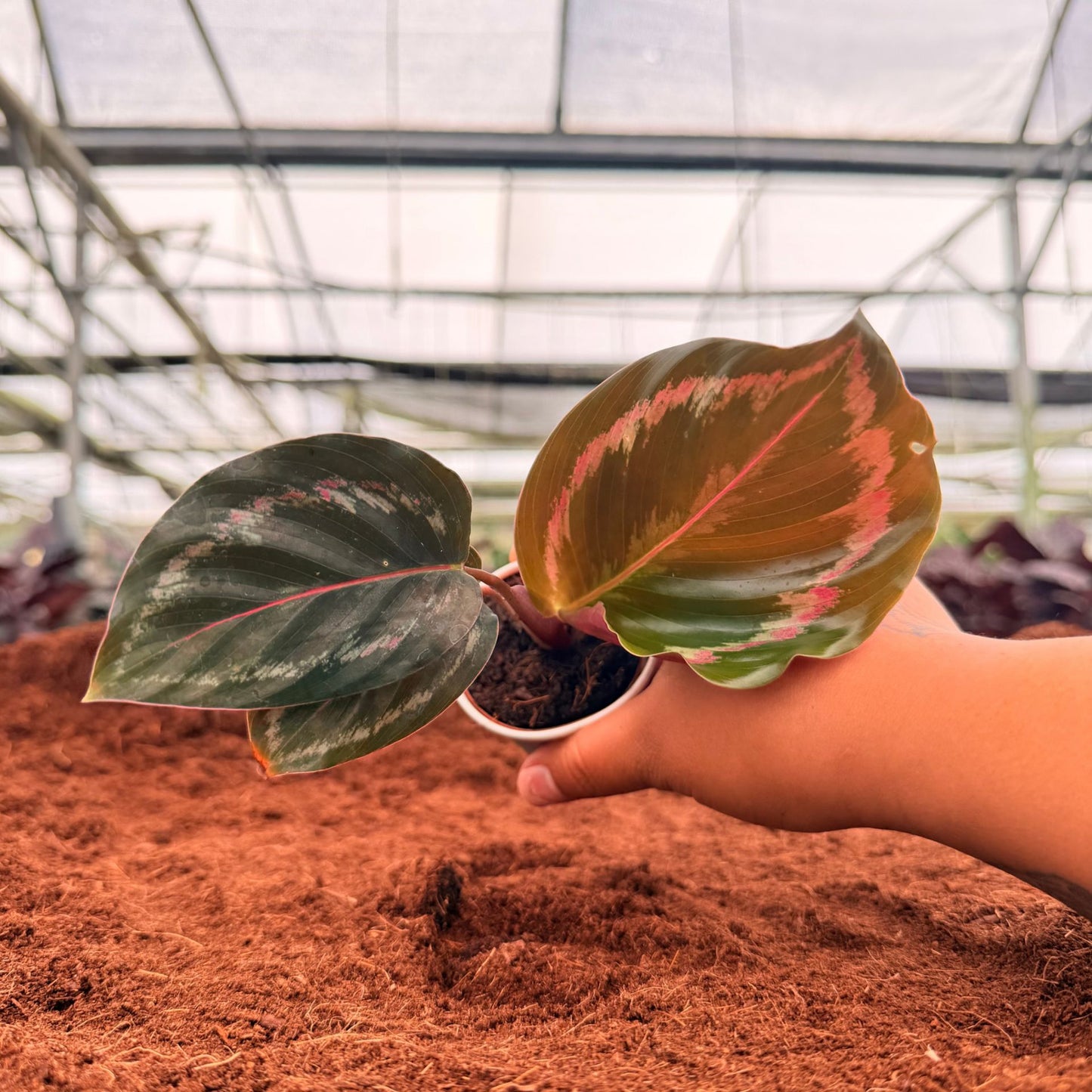 2” Calathea Medallion