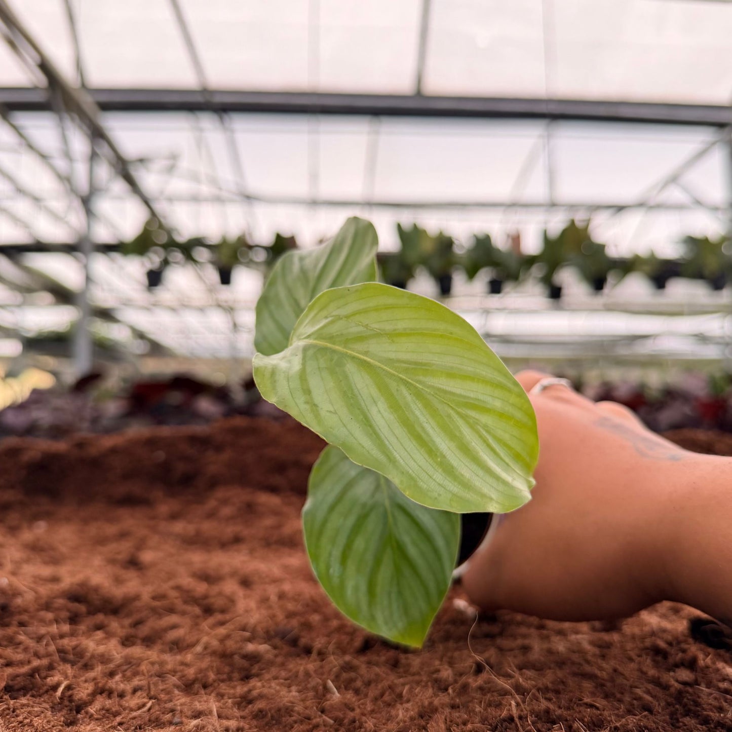 2” Calathea Orbifolia