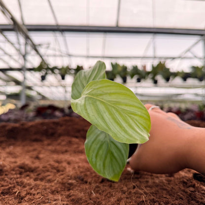2” Calathea Orbifolia