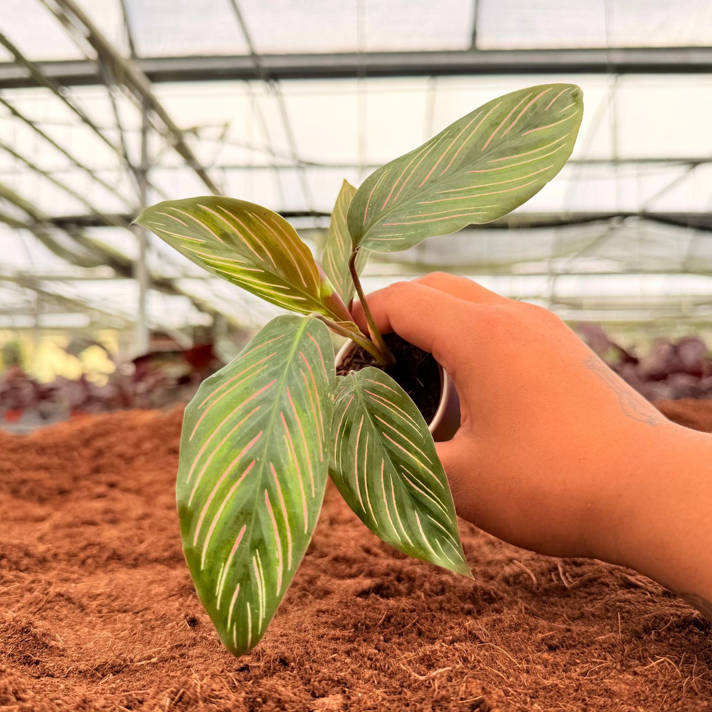 2” Calathea Ornata