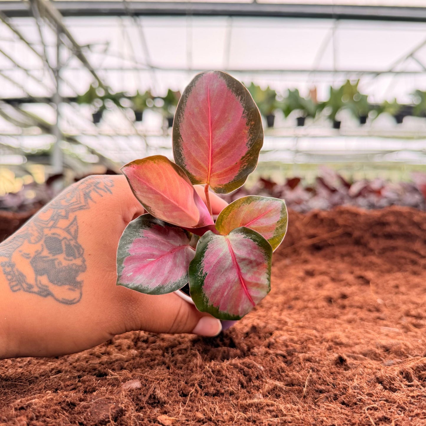 2” Calathea Pale Rosy