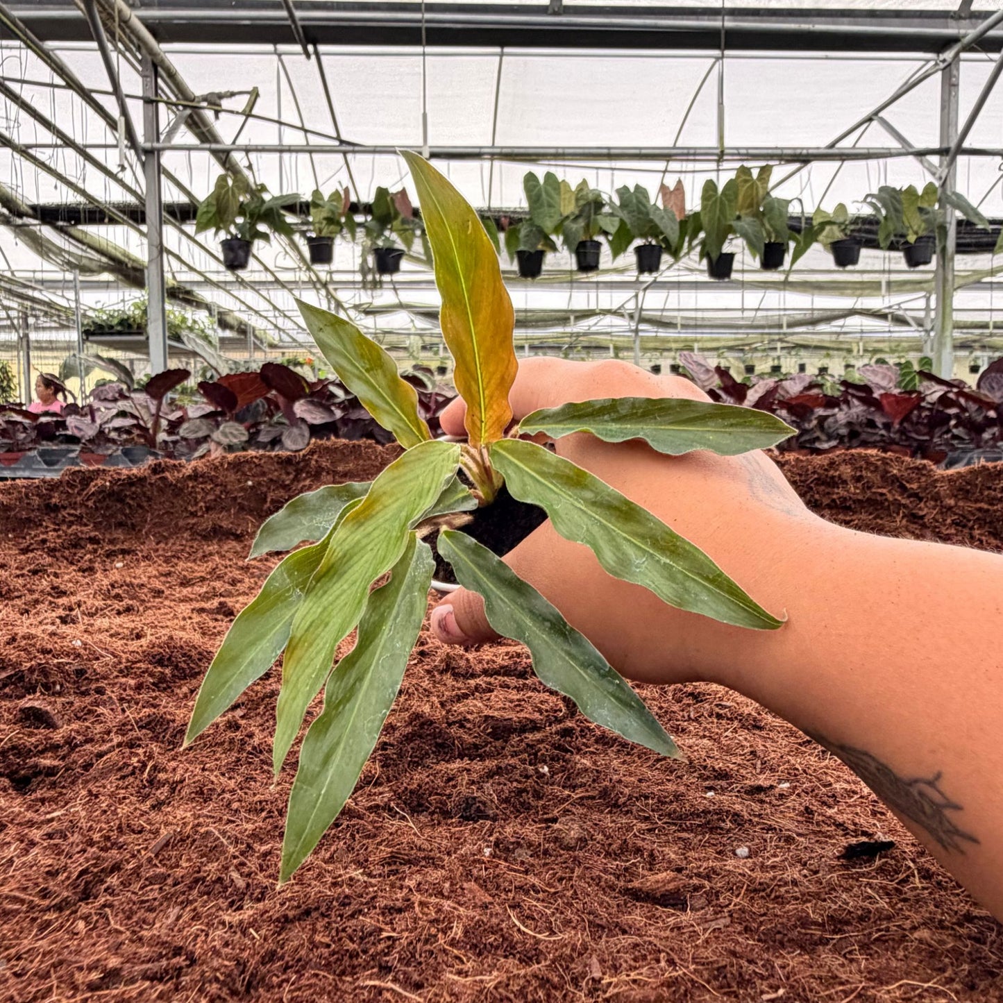 2” Calathea Rufibarba