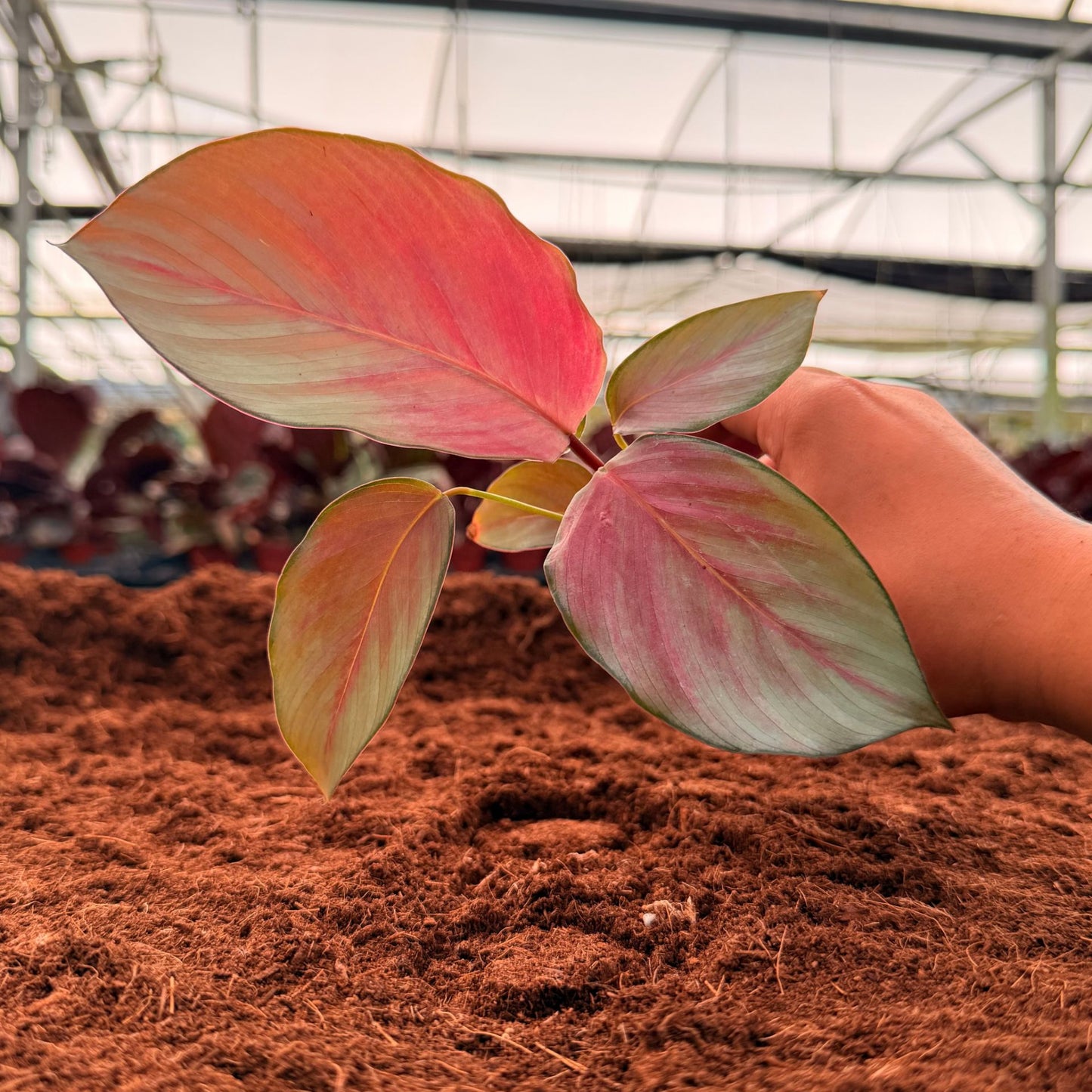 2” Calathea Silver Plate